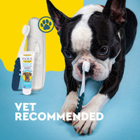 A Boston terrier dog holds a toothbrush in its mouth while standing against a bright blue and yellow background. A pet toothbrush kit is shown beside the dog, including a tube labeled Radius Pet Dental Care, a white holder, and a dark blue brush.