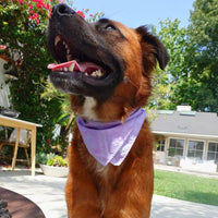 Tilley + Me Natural Dye Bandanas for Pets and Humans – Limited Edition, Soft & Stylish