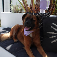 Tilley + Me Natural Dye Bandanas for Pets and Humans – Limited Edition, Soft & Stylish